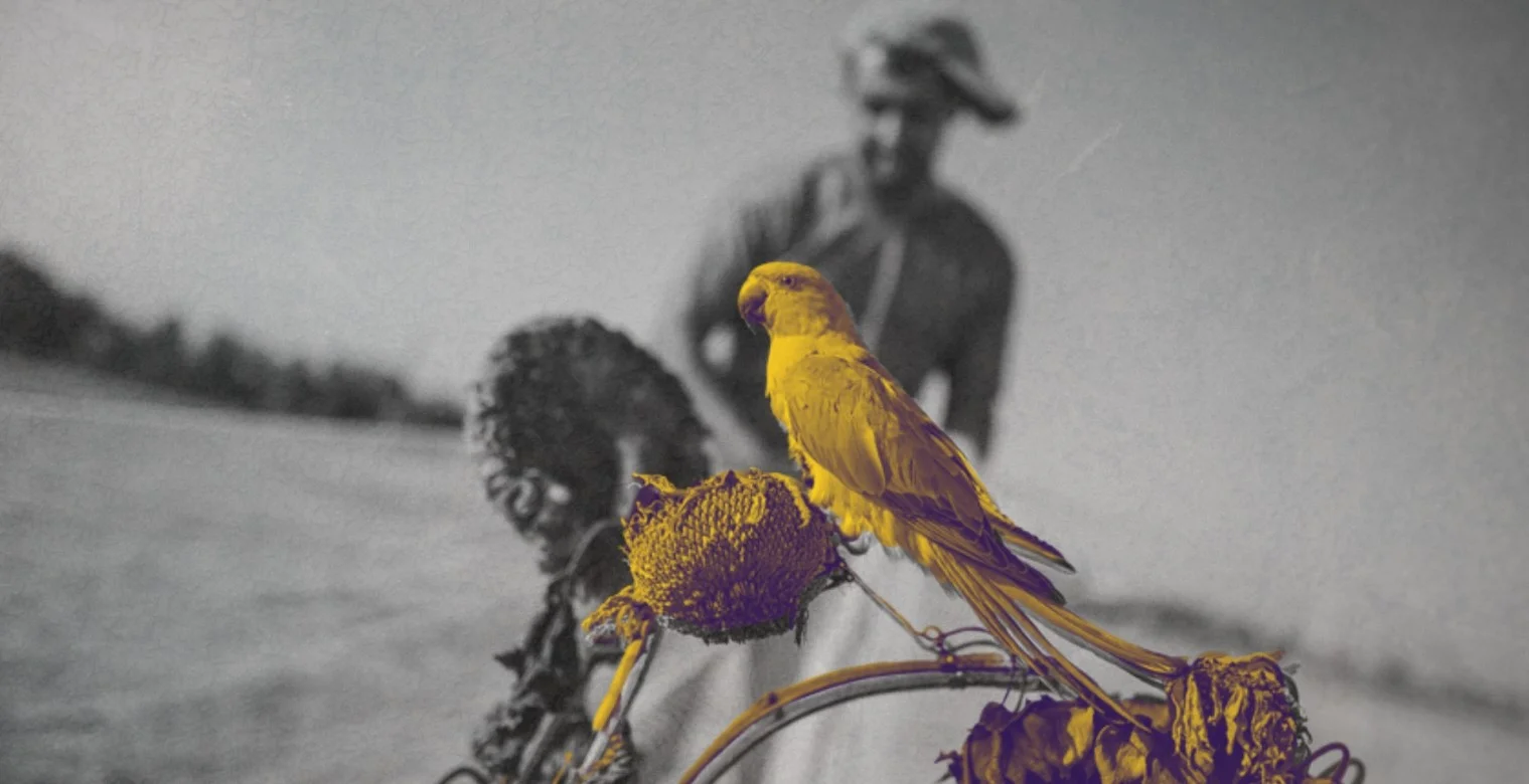 في زمن المجاعة: صيد الطيور ضرورة!