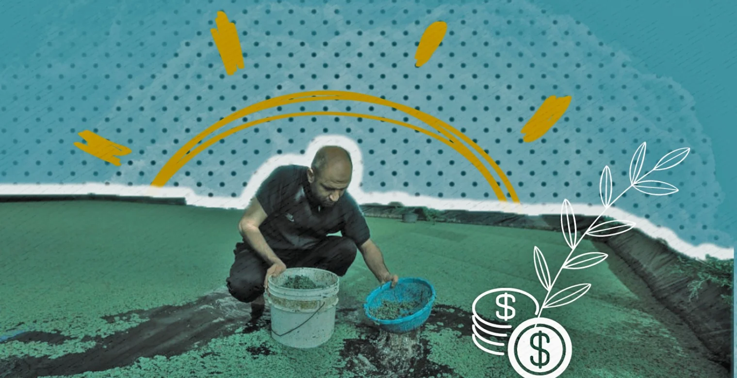 ما هــي الأزولا ؟ وكيف نجح محمد في زراعتها بغزة