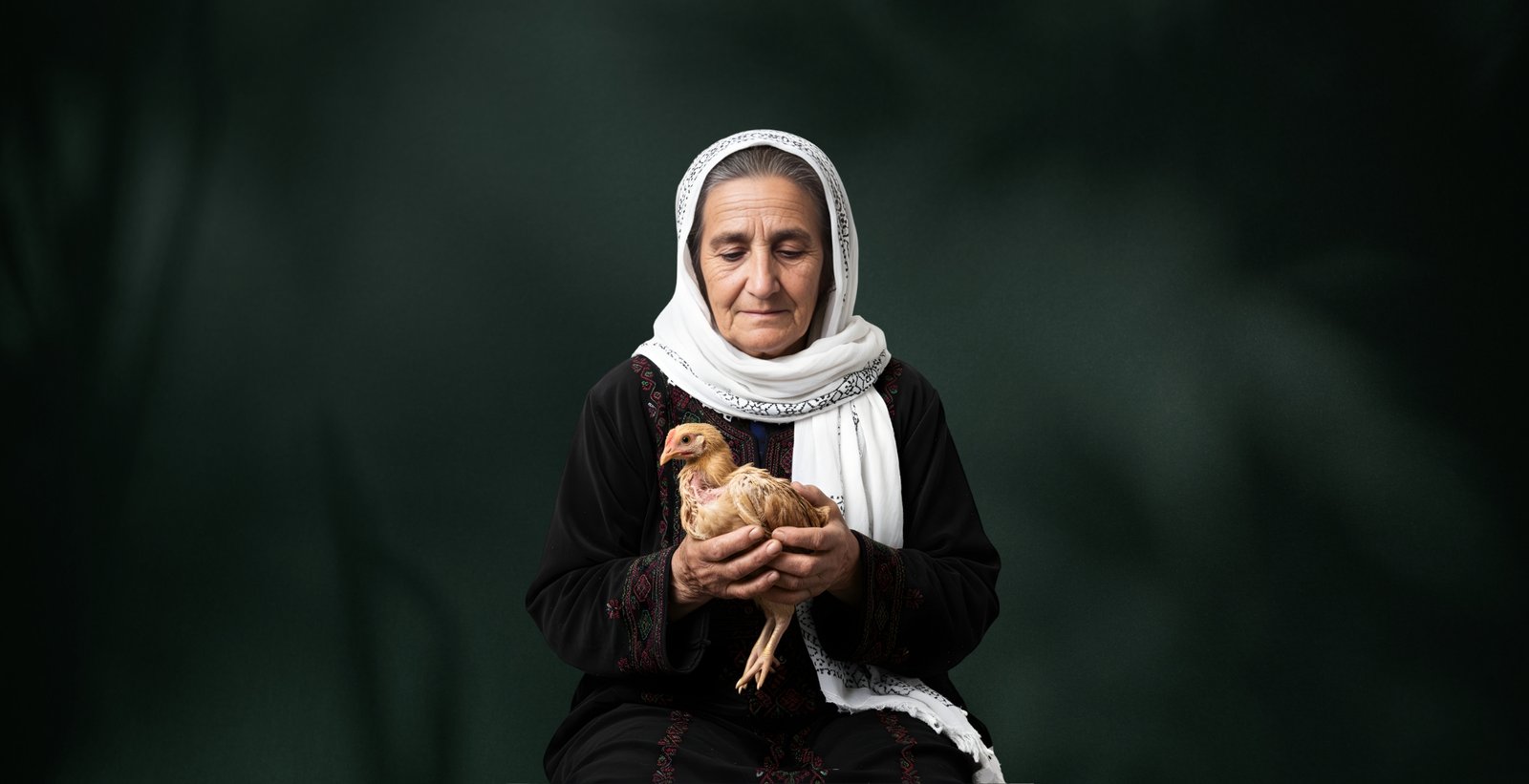 غزة: كيف اختفت الدواجن؟