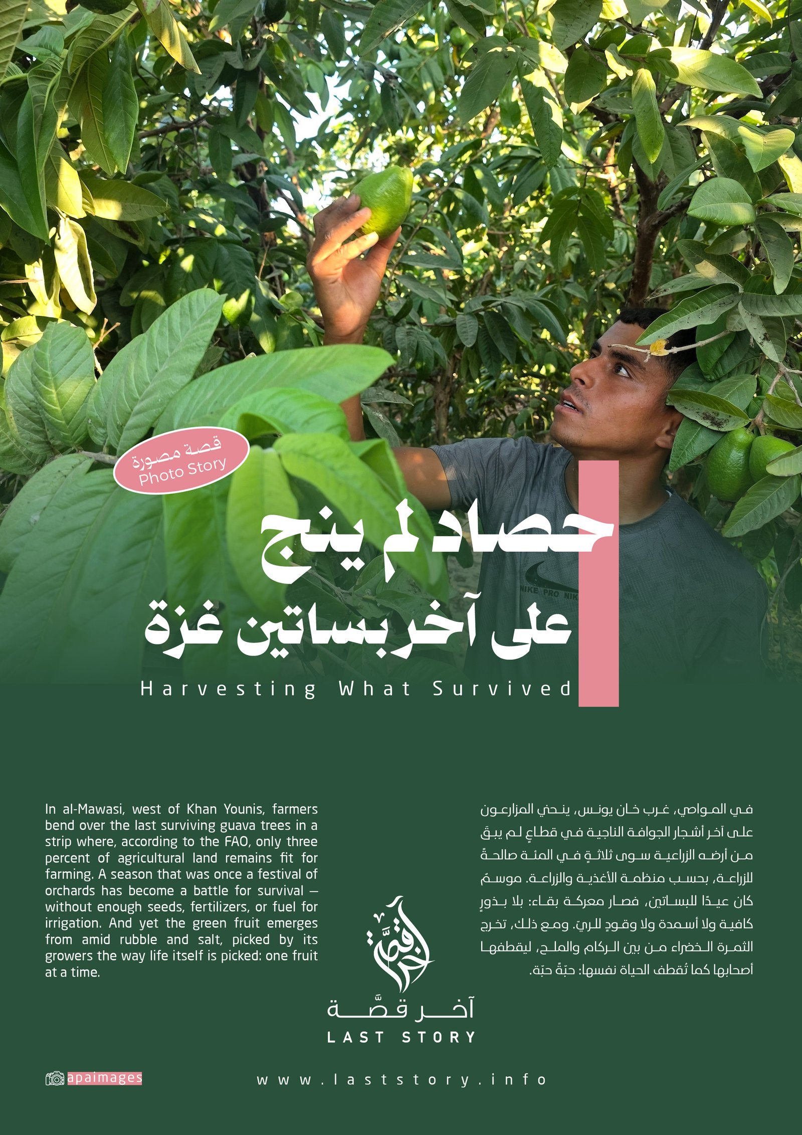 حصاد لم ينج على آخر بساتين غزة